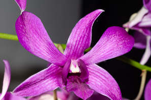 Dendrobium Sw. (orchid, dendrobium)