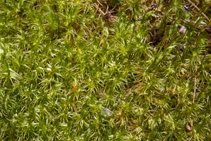Dicranum polysetum (wind-blown moss, fork moss, dicranum moss)