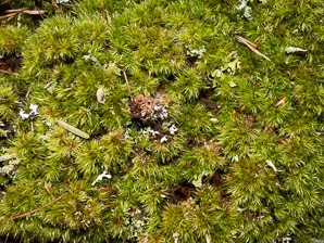 Dicranum scoparium (windswept moss, broom forkmoss, dicranum moss)