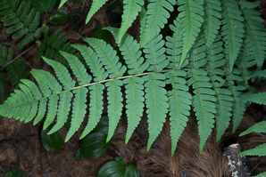 Dryopteris marginalis (marginal wood fern, marginal woodfern)