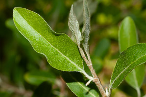 Elaeagnus umbellata (autumn olive, Japanese silverberry)