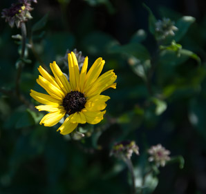 Encelia californica (bush sunflower, California brittlebush)