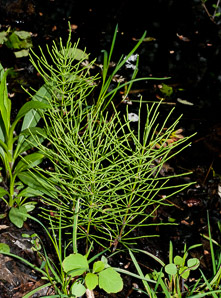Equisetum pratense (meadow horsetail)