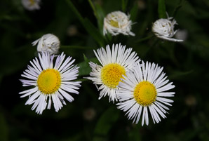 Erigeron annuus (daisy fleabane, rough fleabane, eastern daisy fleabane)