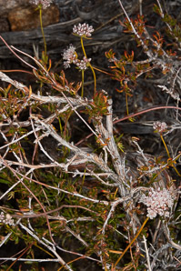 Eriogonum fasciculatum (California buckwheat, Eastern mojave buckwheat)
