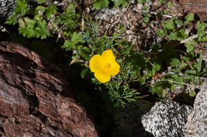 Eschscholzia parishii (desert poppy, Parish’s poppy)