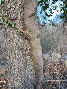 Euonymus fortunei (common wintercreeper, climbing euonymous, Fortune’s spindle, wintercreeper, climbing euonymus, winter creeper)