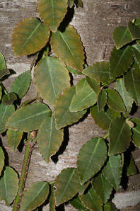 Euonymus fortunei (common wintercreeper, climbing euonymous, Fortune’s spindle, wintercreeper, climbing euonymus, winter creeper)