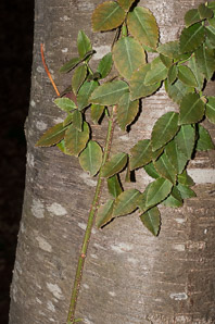 Euonymus fortunei (common wintercreeper, climbing euonymous, Fortune’s spindle, wintercreeper, climbing euonymus, winter creeper)