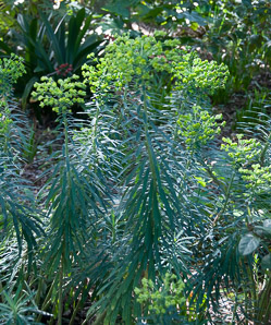Euphorbia characias (Mediterranean spurge, Albanian spurge)