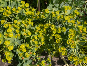 Euphorbia myrsinites (myrtle spurge)