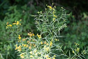 Euthamia graminifolia (flat-top goldentop, lance-leaved goldenrod, grass-leaved goldenrod, flat-topped goldentop)
