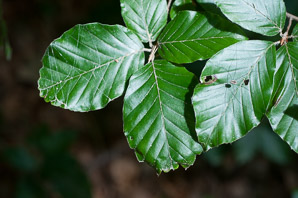 Fagus sylvatica (European beech, common beech)