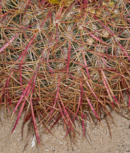 Ferocactus cylindraceus (compass barrel, fishhook cactus, barrel cactus, California barrel cactus, biznaga, cliff barrel cactus, compass cactus, desert barrel cactus, golden-spined barrel cactus, le conte barrel cactus, spiny barrel cactus)