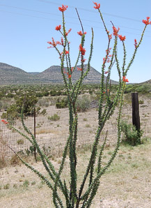 Fouquieria splendens (ocotillo, coachwhip, Jacob’s staff, vine cactus)