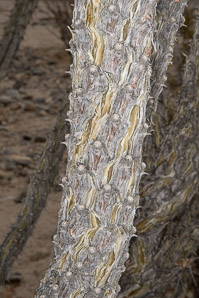 Fouquieria splendens (ocotillo, coachwhip, Jacob’s staff, vine cactus)