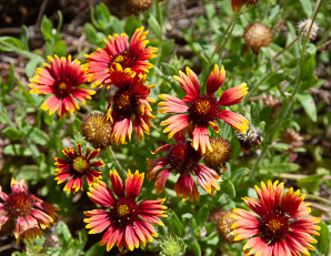Gaillardia pulchella (gaillardia, Indian blanket, firewheel, sundance)