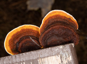Ganoderma tsugae (reishi, Ling-Chi)