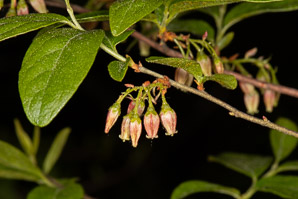 Gaylussacia baccata (black huckleberry, common huckleberry)