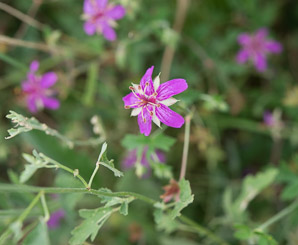 Geranium caespitosum (pineywoods geranium, crane’s bill, Fremont’s geranium, Parry’s geranium, purple wild geranium, tufted geranium, wild geranium)