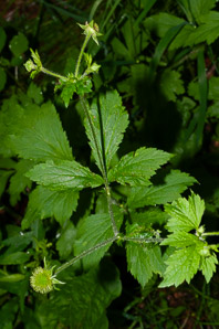 Geum laciniatum (rough avens)