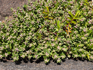 Glaux maritima (sea-milkwort, sea milkwort)