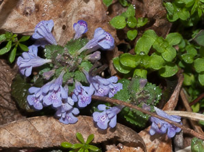 Glechoma hederacea (ground-ivy, gill-over-the-ground, creeping charlie, alehoof, tunhoof, catsfoot, field balm, run-away-robin, ground ivy)