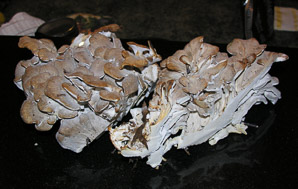 Grifola frondosa (hen of the woods)