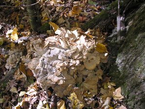 Grifola frondosa (hen of the woods)