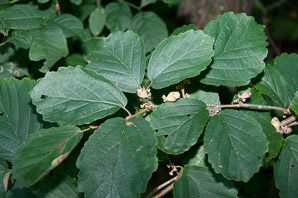 Hamamelis virginiana (witch-hazel, American witchhazel, winterbloom, witch hazel)