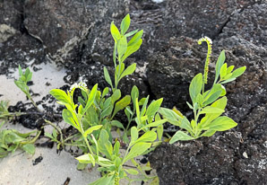 Heliotropium curassavicum (seaside heliotrope, scorpion weed, monkey tail, quail plant, Chinese parsley, salt heliotrope)