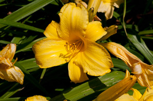 Hemerocallis L. (daylily)