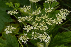 Heracleum maximum (cow parsnip, Indian celery, pushki, common cowparsnip)