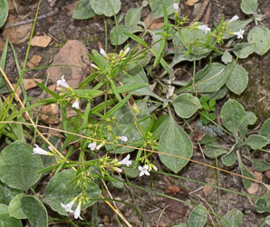 Houstonia longifolia (long-leaved bluet, longleaf summer bluet)