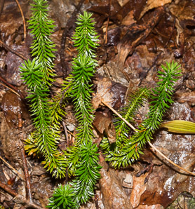 Huperzia selago (northern firmoss, fir clubmoss)