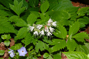 Hydrophyllum canadense (broad waterleaf, maple-leaved waterleaf, bluntleaf waterleaf)
