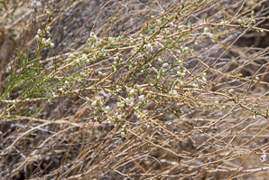 Hymenoclea salsola (cheesebush, burrobrush)