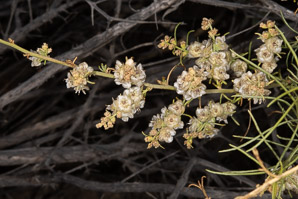 Hymenoclea salsola (cheesebush, burrobrush)