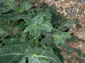 Hyoscyamus niger (henbane, black henbane, stinking nightshade)