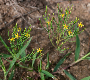 Hypericum gentianoides (pineweed, orange grass, orangegrass)