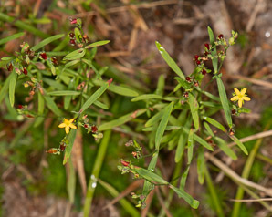 Hypericum mutilum (dwarf St. John’s-wort, dwarf St. Johnswort)