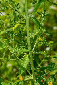 Hypericum perforatum (St. John’s wort, common St. John’s wort, common St. Johnswort)