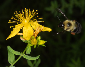 Hypericum perforatum (St. John’s wort, common St. John’s wort, common St. Johnswort)