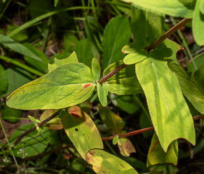 Hypericum punctatum (spotted St. John’s-wort, spotted St. Johnswort)