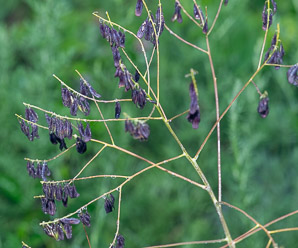 Isatis tinctoria (woad, Dyer’s woad)