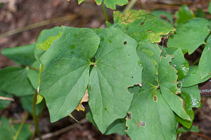 Jeffersonia diphylla (twinleaf)