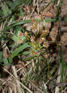 Juncus bufonius (toad rush)
