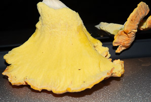 Laetiporus sulphureus (sulphur shelf, chicken of the woods, chicken mushroom, chicken fungus)
