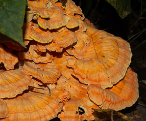 Laetiporus sulphureus (sulphur shelf, chicken of the woods, chicken mushroom, chicken fungus)