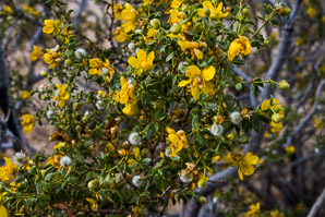 Larrea tridentata (creosote bush, chaparral)